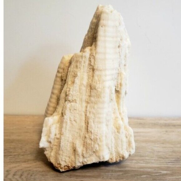 Large Vintage 1kg! Natural Real Sea Coral Specimen 6x5x4 Inches - Picture 3 of 9